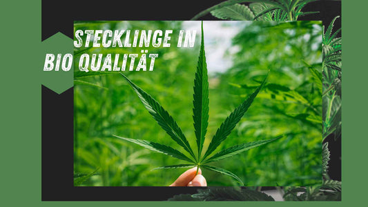 gesunde stecklinge in Bio-Qualität frei von Pestiziden, Fumugiziden und Isectiziden.