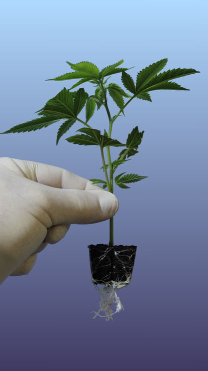 Silver Haze: Eine robuste Cannabis-Sorte mit 10% Indica und 90% Sativa, ideal für In- und Outdoor-Anbau. Mit einem THC-Gehalt von 18% bietet sie einen pikanten, fruchtigen Geschmack und stimulierende, stimmungsaufhellende Wirkung