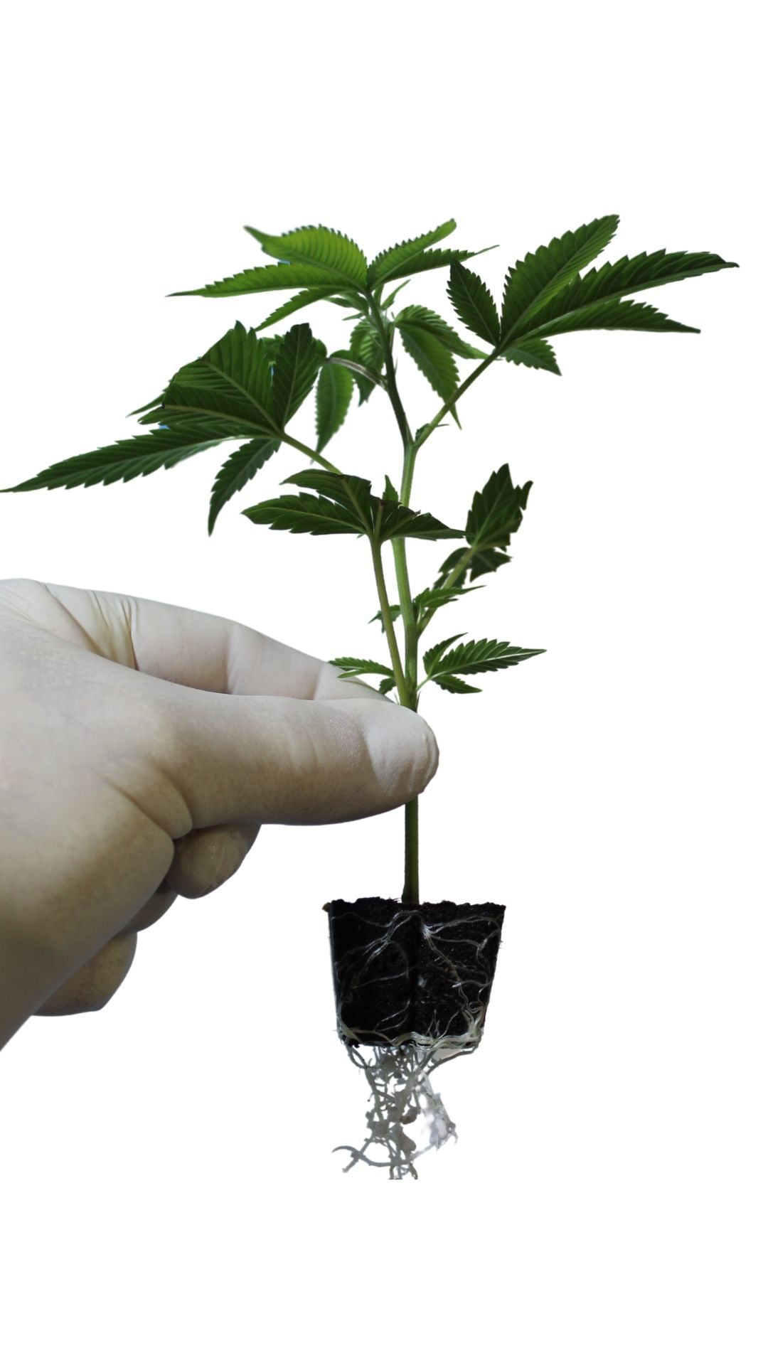 Amnesia Haze: Eine erstklassige Cannabis-Sorte mit 70% Sativa und 21% THC, bekannt für ihre blumigen und fruchtigen Aromen, ideal für kreatives Denken und stimmungsaufhellende Effekte. Perfekt für erfahrene Züchter, sowohl für Indoor- als auch Outdoor-Anbau geeignet.